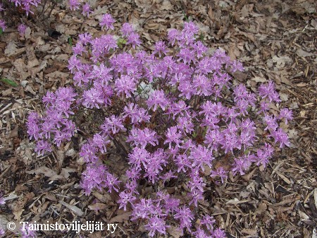 Rhododendron canadense'Violetta'